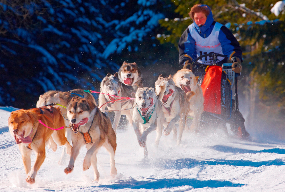 Blickpunkt Schwarzwald: Im Februar 2015 wird die Schlittenhunde-Weltmeisterschaft in Bernau und Todtmoos ausgetragen. Foto: Erich Spiegelhalter