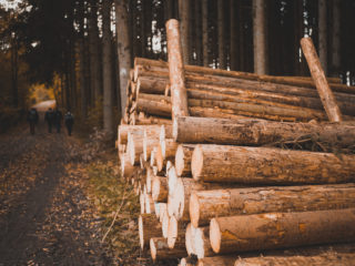 Holzwirtschaft in Südbaden