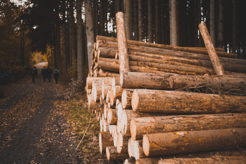 Holzwirtschaft in Südbaden