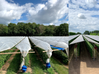 Agriphotovoltaik als Hagelschutz netzwerk südaden