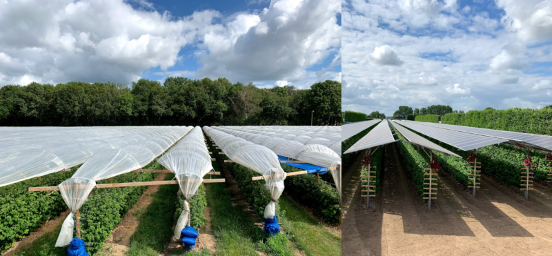 Agriphotovoltaik als Hagelschutz netzwerk südaden