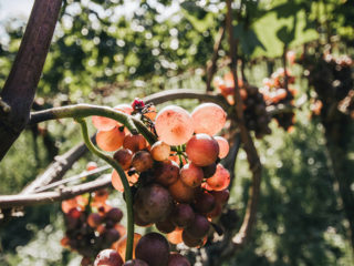 Weintraube im Rebberg