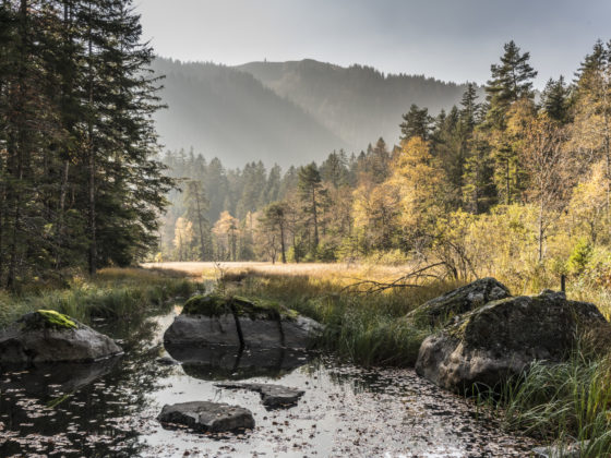 Feldseemoor