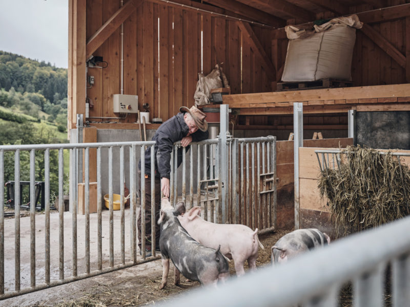 Schweinemast