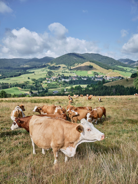 Rinder in Bernau