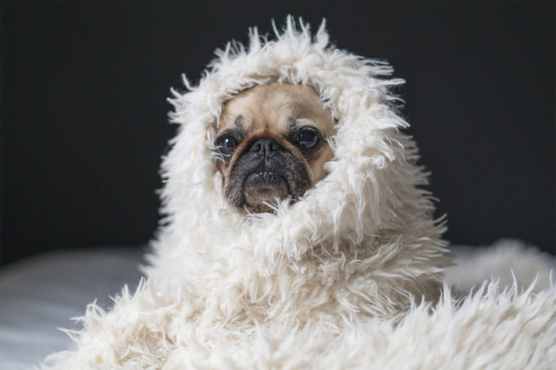 Mops