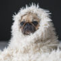 Mops