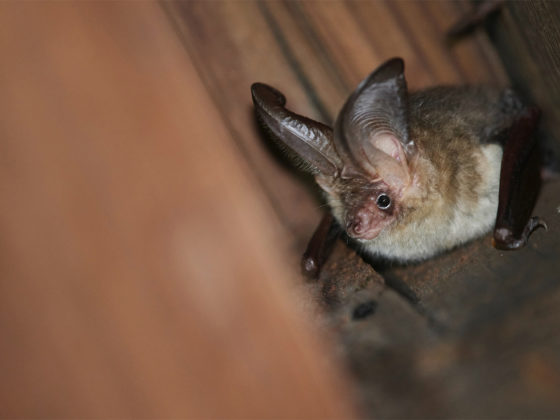 Fledermaus Braunes Langohr