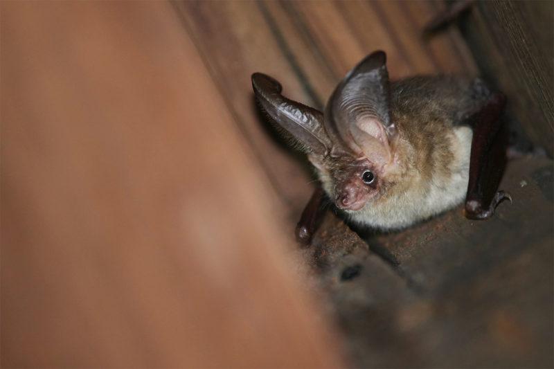 Fledermaus Braunes Langohr