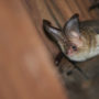 Fledermaus Braunes Langohr