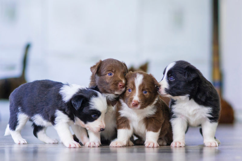 Hundewelpen kommen oft illegal über die Grenze. Foto: unsplash