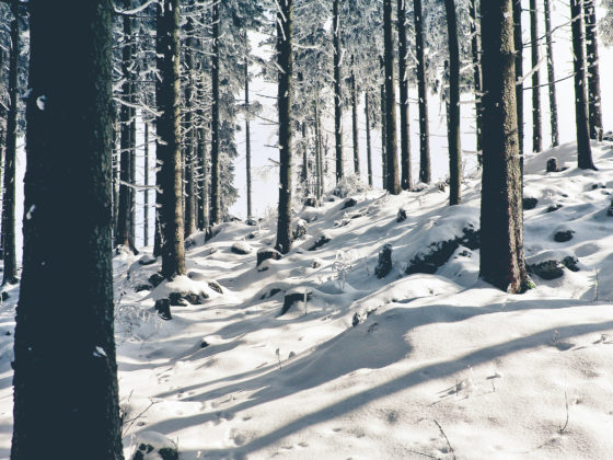 naturnaher Lebensraum für Tiere