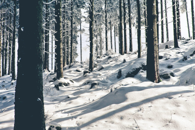 naturnaher Lebensraum für Tiere