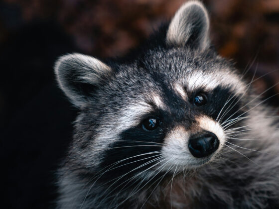 Waschbär