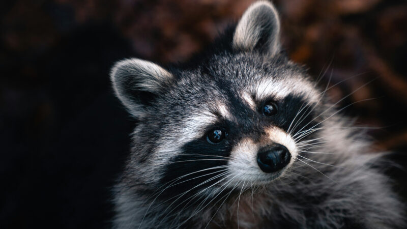 Waschbär