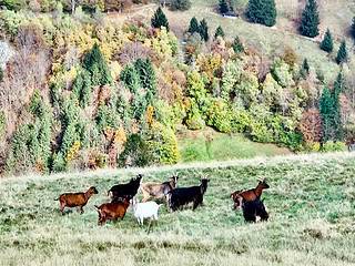 Monte Ziego