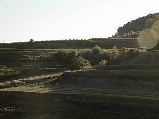 Ob am Kaiserstuhl oder in anderen Weinbaugebieten Deutschlands: Überall müssen Winzer auf den rückläufigen Konsum reagieren.