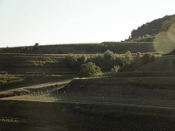 Ob am Kaiserstuhl oder in anderen Weinbaugebieten Deutschlands: Überall müssen Winzer auf den rückläufigen Konsum reagieren.