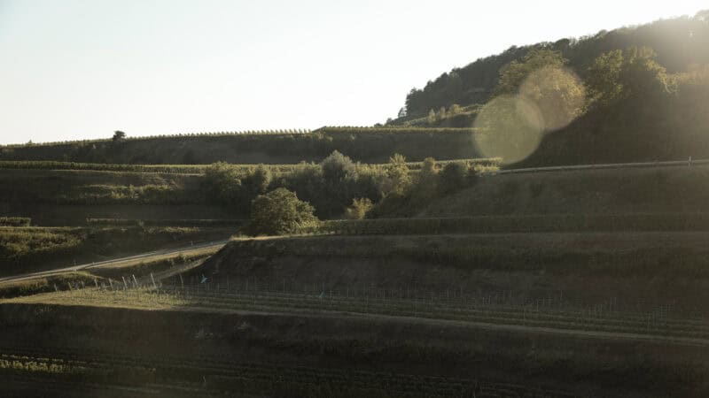 Ob am Kaiserstuhl oder in anderen Weinbaugebieten Deutschlands: Überall müssen Winzer auf den rückläufigen Konsum reagieren.