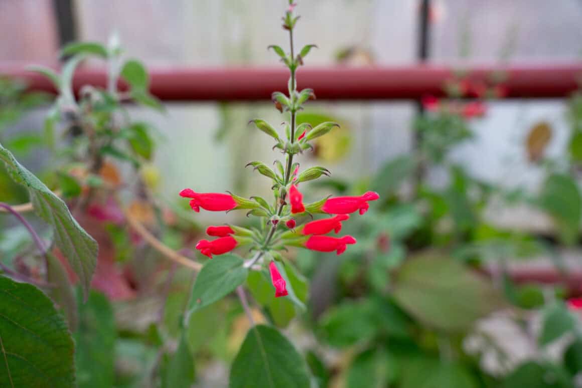 Salvia libanensis