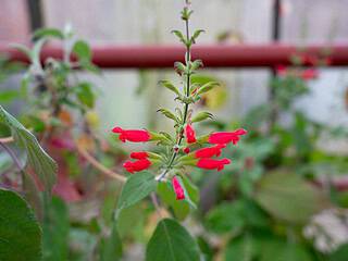 Salvia libanensis