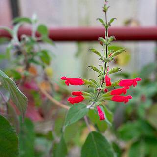 Salvia libanensis