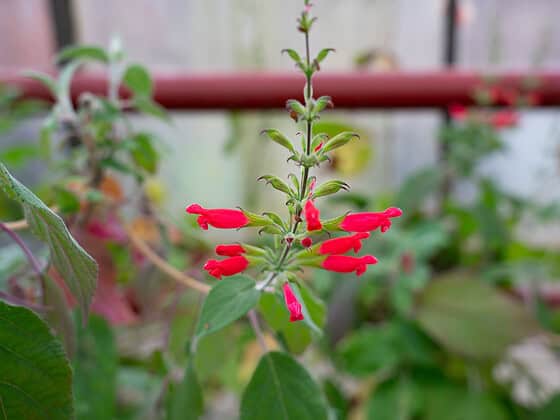 Salvia libanensis