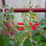 Salvia libanensis