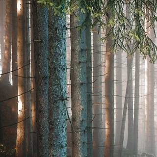 Heimat verbinden viele mit Natur.