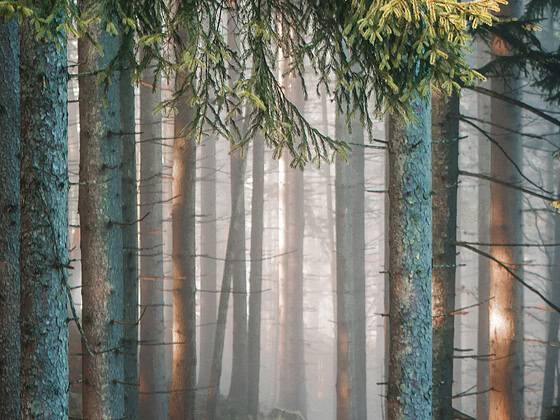 Heimat verbinden viele mit Natur.