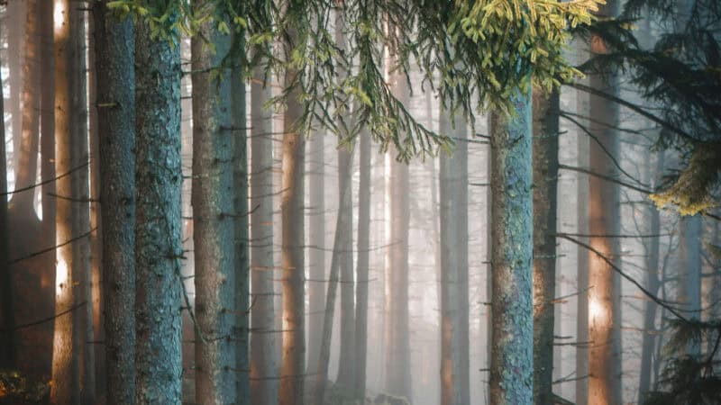 Heimat verbinden viele mit Natur.