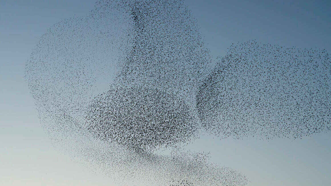 Vogelschwarm