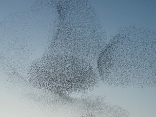 Vogelschwarm