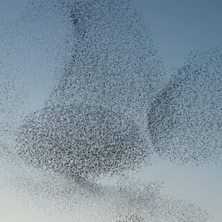 Vogelschwarm