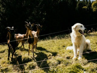 Herdernschutzhund und Ziegen
