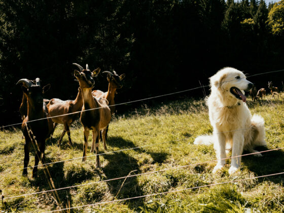 Herdernschutzhund und Ziegen
