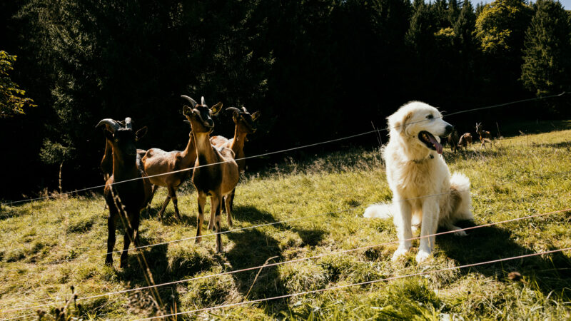 Herdernschutzhund und Ziegen