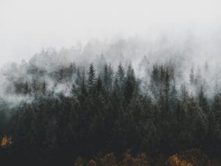 Schwarzwald im Nebel