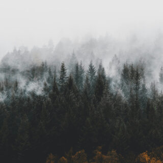 Schwarzwald im Nebel