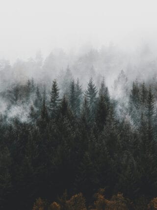 Schwarzwald im Nebel