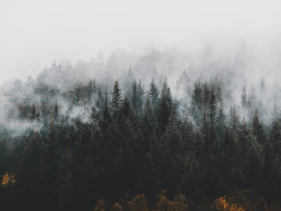 Schwarzwald im Nebel