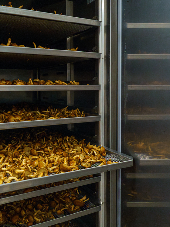 Umamipilze im Trockenschrank