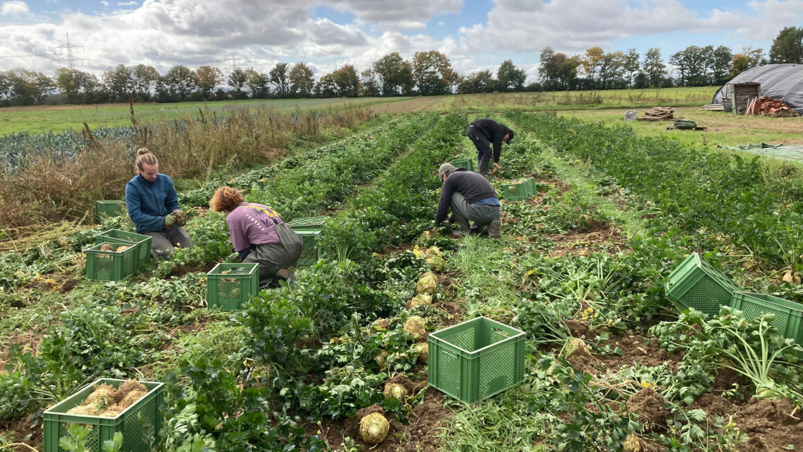 solidarische Landwirtschaft