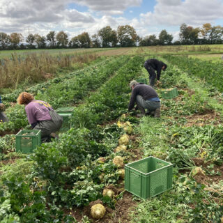 solidarische Landwirtschaft