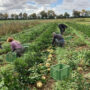 solidarische Landwirtschaft