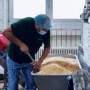 Andreas Probst misch Sojabohnen mit Edelpilzstarter für die Temeph-Herstellung