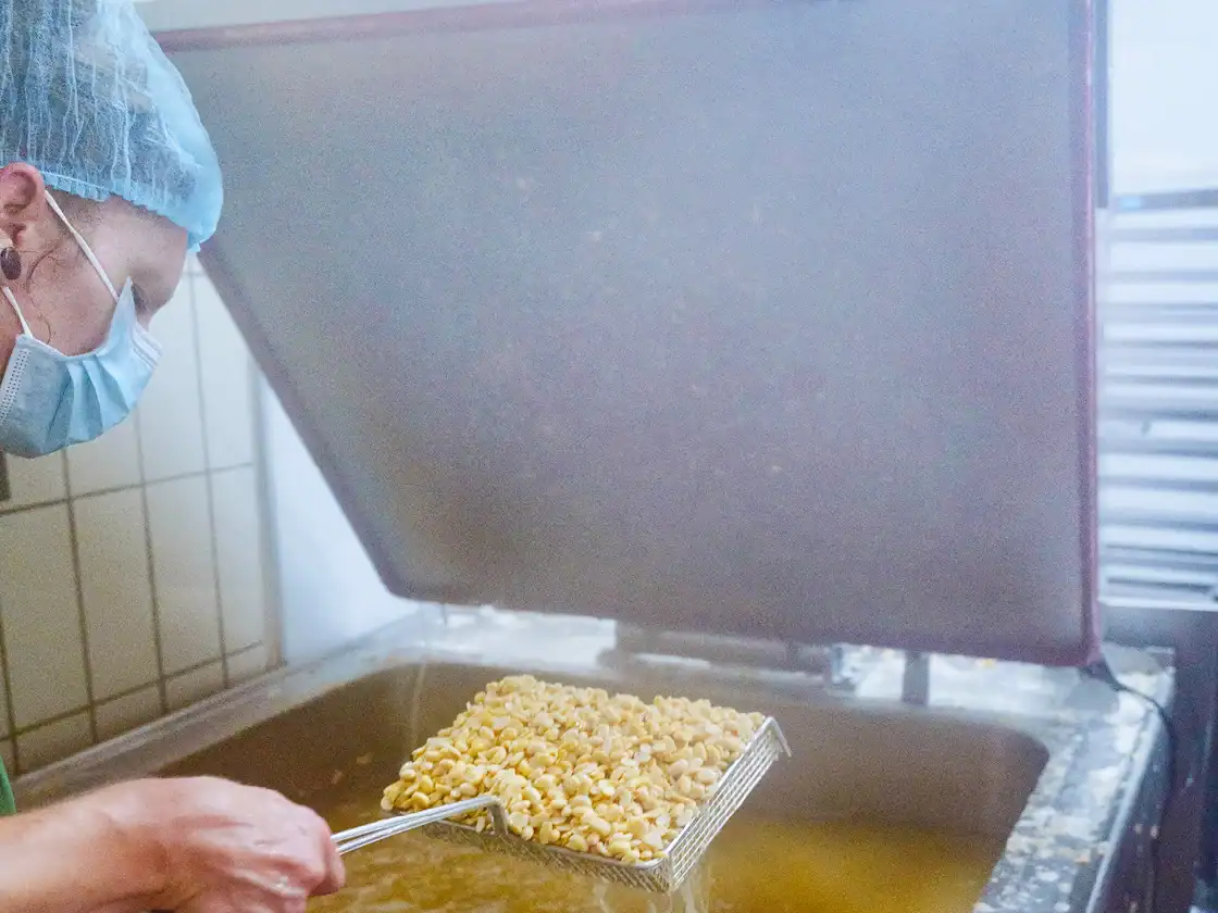 Sojabohnen gekocht zur Tempeh-Herstellung